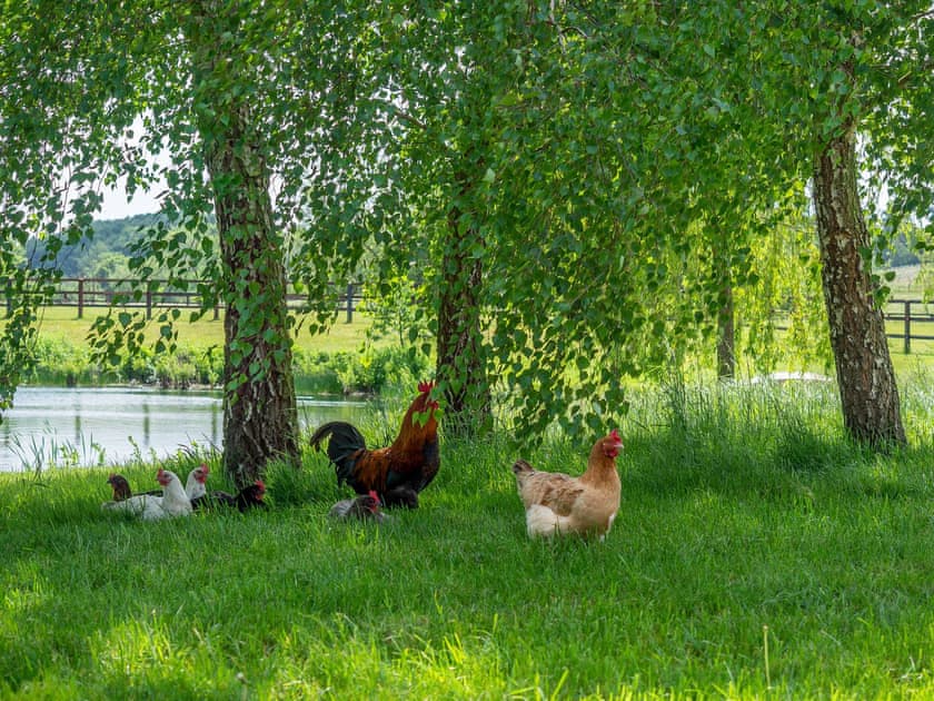 Garden and grounds | The Old Barn - Ash Cottages, Semer, near Hadleigh
