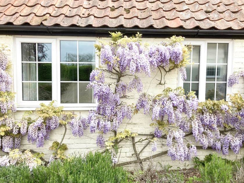 Wisteria and lavender in flower on the property | Valley Farm Cottage - Valley Farm Cottages, Sudbourne, near Orford