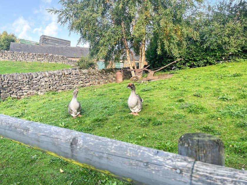 Garden | Lea Hall Farmhouse, Tissington, near Ashbourne