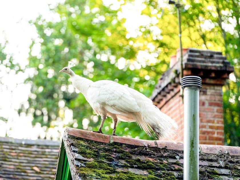 Setting | Daisy - Hollington Park Glamping, Woolton Hill, nr Newbury