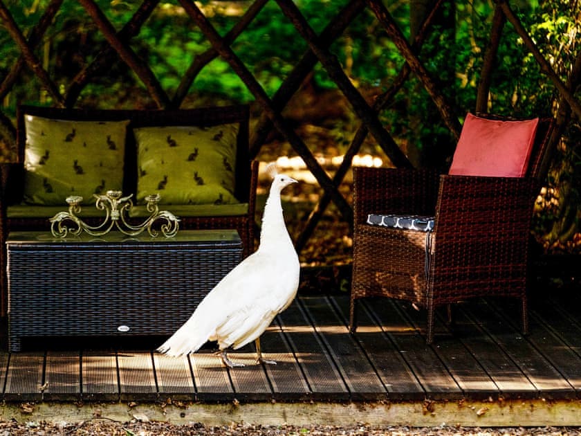 Outdoor area | Bluebelle - Hollington Park Glamping, Woolton Hill, nr Newbury