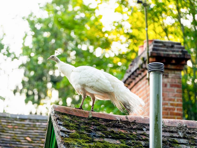 Garden and grounds | Bedouin - Hollington Park Glamping, Woolton Hill, nr Newbury