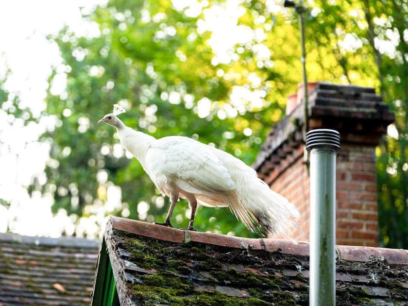 Surrounding area | Moroccan - Hollington Park Glamping, Woolton Hill, nr Newbury