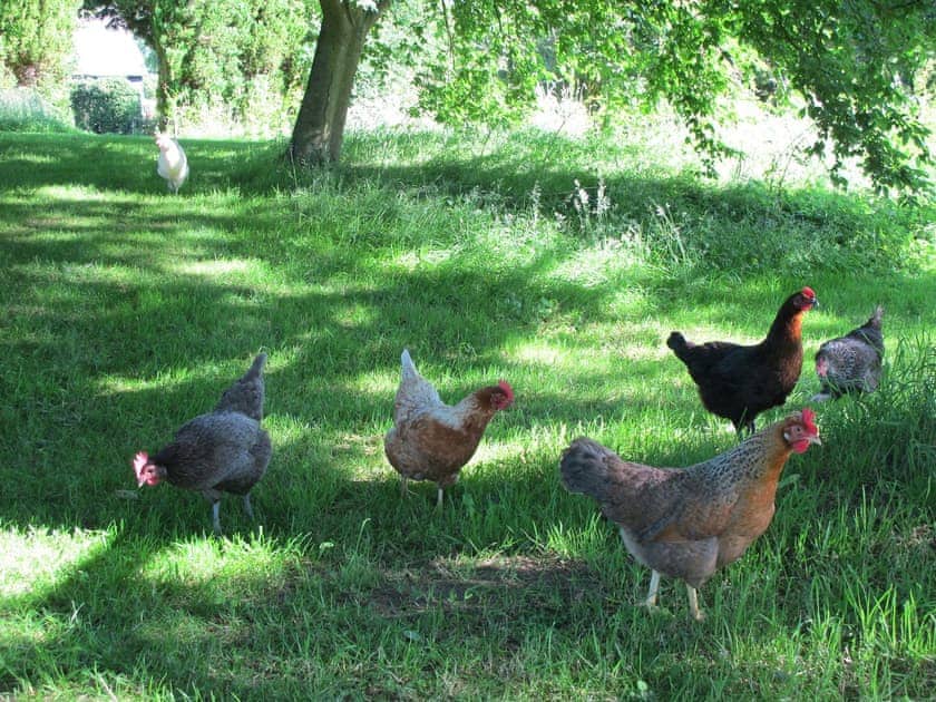 Garden and grounds | Deepwell Hayloft, Buxhall