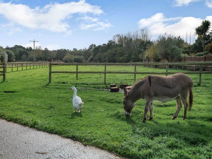 Garden and grounds | Purbeck View - Holly Hedge Farm, Holly Hedge Farm