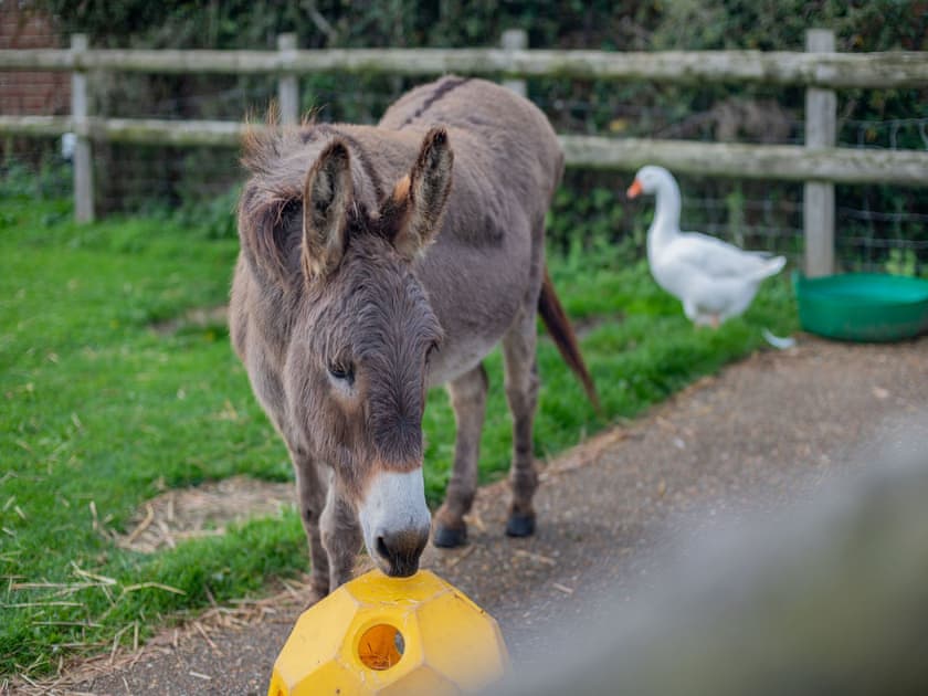 Garden and grounds | Purbeck View - Holly Hedge Farm, Holly Hedge Farm
