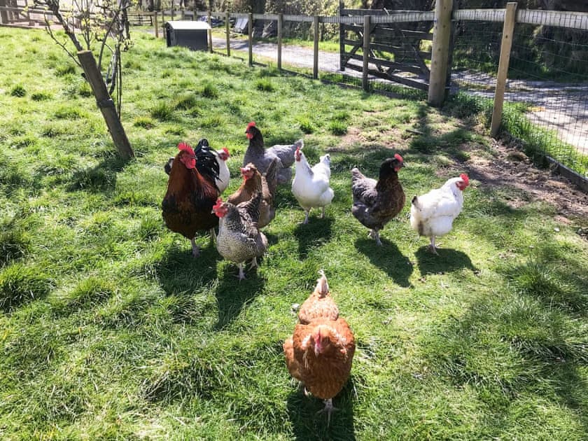 Garden and grounds | Heath Farm - Old Mill - Heath Farm , Bradworthy, near Hartland