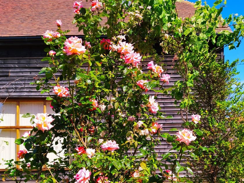 Garden | Chilsham Barn, Herstmonceux, near Hailsham