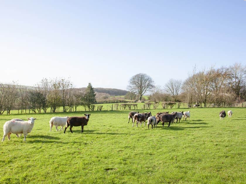 Garden and grounds | The Tabernacle - Frieda And The Moon, Tresawson, near Looe