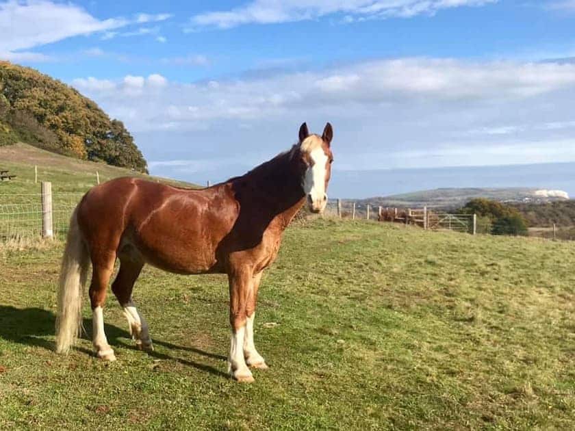 Surrounding area | Queen Bower Farm Lodge, Alverstone, near Sandown