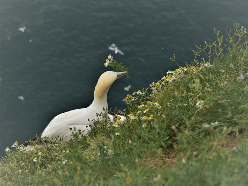 RSPB reserve at Bempton near Sewerby - A gannet - nest building | Waves and Wolds, Sewerby, near Bridlington