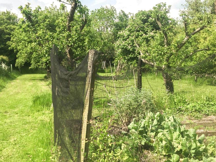 Garden and grounds | The Organic Cabin - Feltham’s Farm, Horsington Marsh, near Templecombe