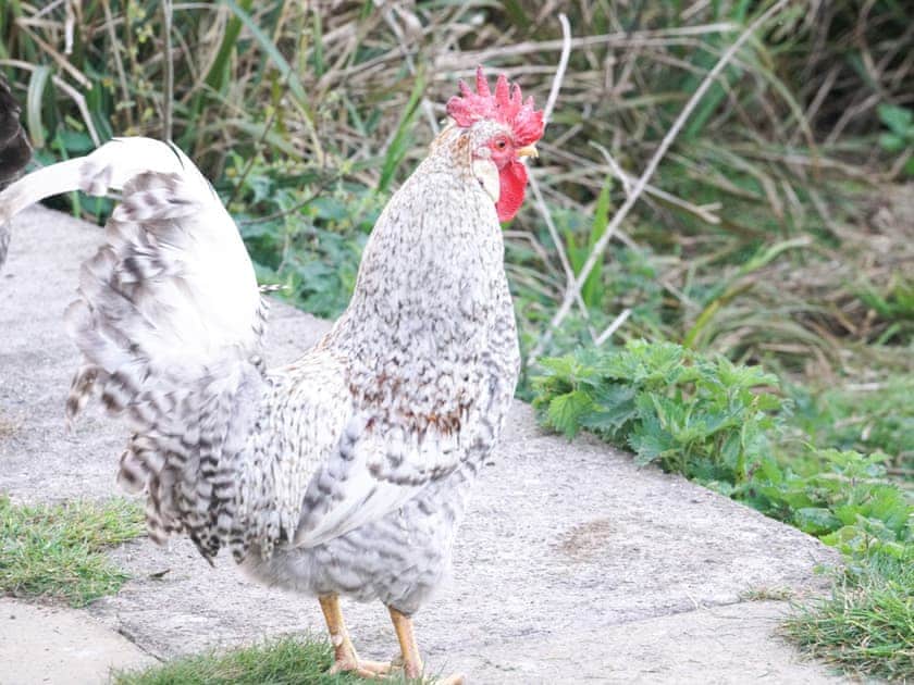 Garden and grounds | The Organic Cabin - Feltham’s Farm, Horsington Marsh, near Templecombe