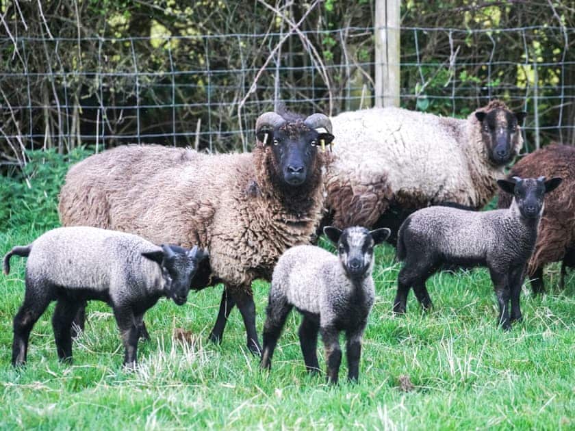 Garden and grounds | The Organic Cabin - Feltham’s Farm, Horsington Marsh, near Templecombe