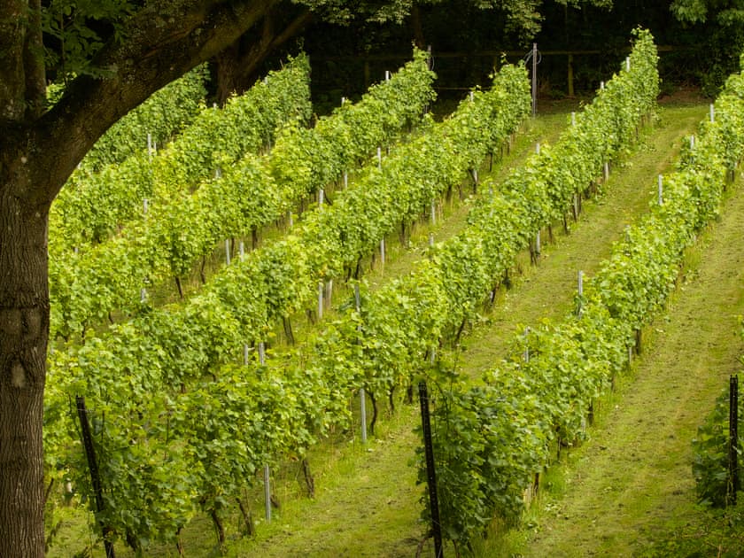 Vineyard | Old Bakehouse - Wythall Estate, Ross-on-Wye