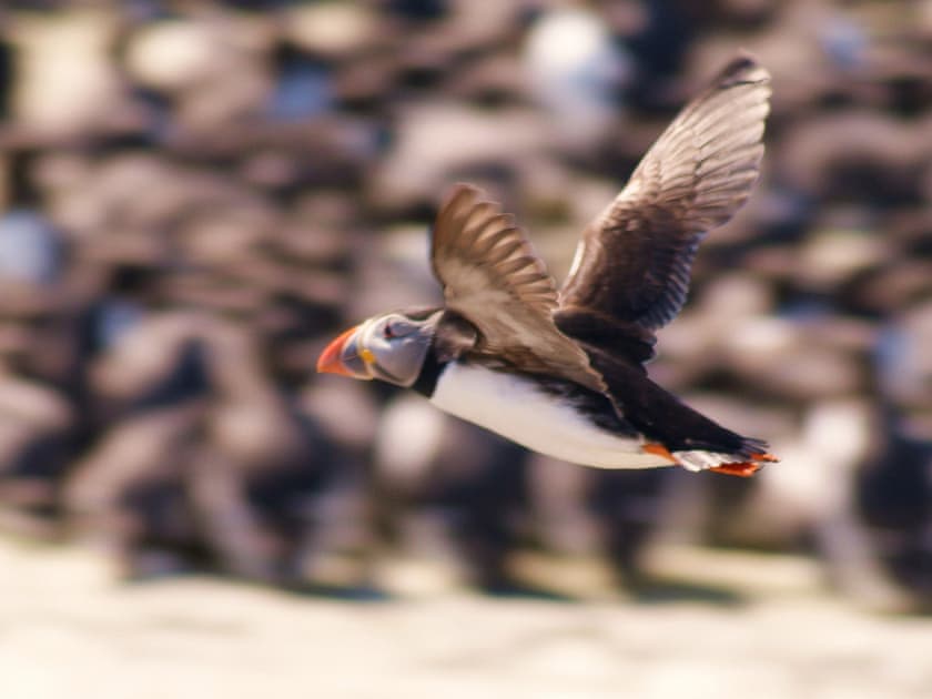 Surrounding area | St Ebba’s Peep, Beadnell
