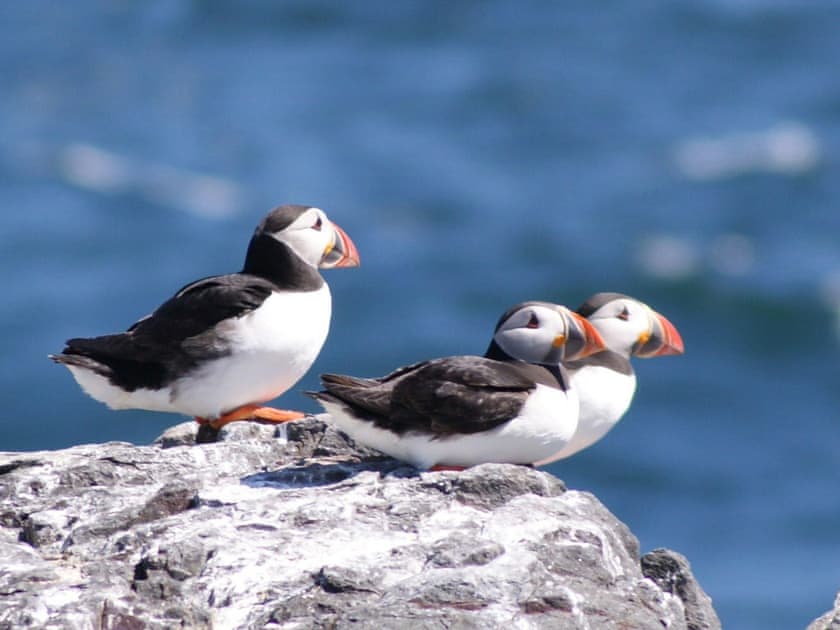 Surrounding area | St Ebba’s Peep, Beadnell