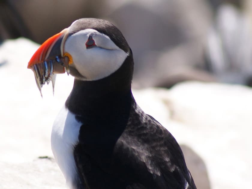 Surrounding area | St Ebba’s Peep, Beadnell