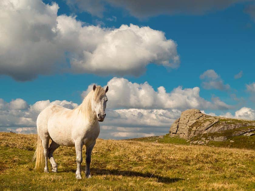 Dartmoor | Garden Cottage - Lower Elsford Farm, Lustleigh, near Bovey Tracey