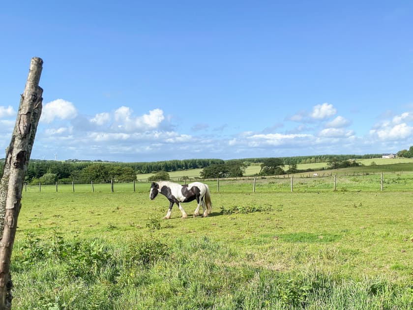 View | Seven Seasons, Plains, near Glasgow