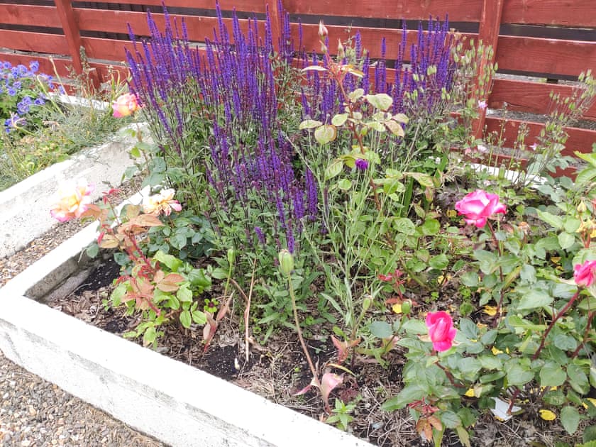 Garden | Fiddlers Rest, Ballantrae