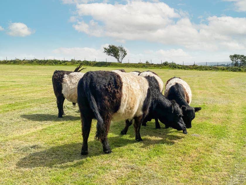 Garden and grounds | The Byre - Preseli Hills Cottages, Rhosfach