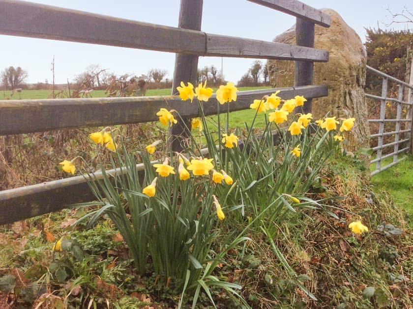 Spring on the farm | Bwthyn, Criccieth