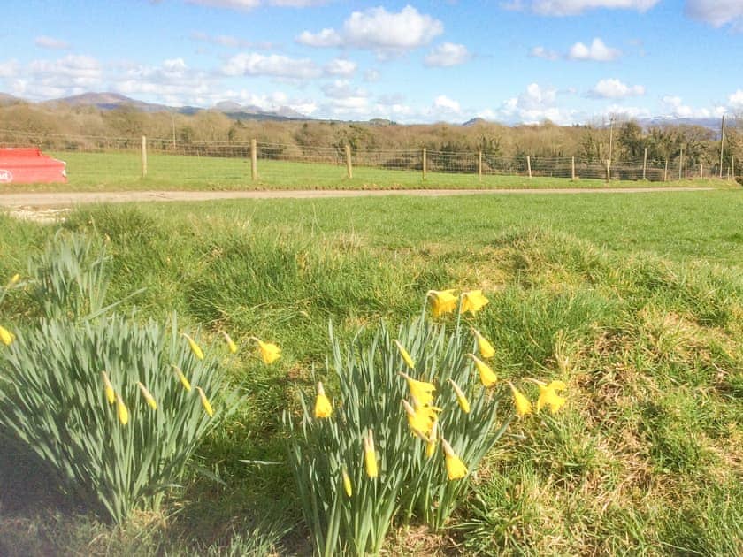 Spring on the farm | Bwthyn, Criccieth