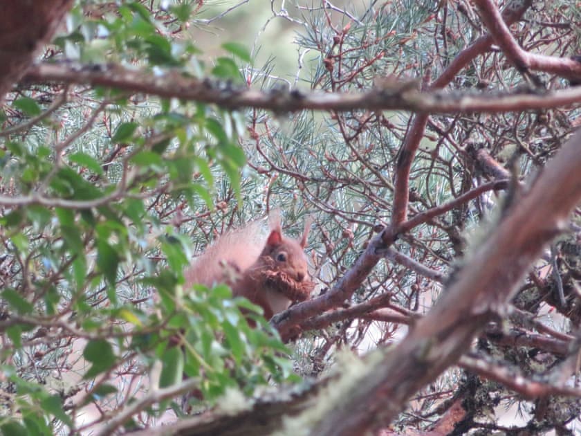 Local red Squirrels | Breacwell Cottage, Migdale, near Dornoch