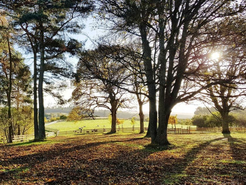 Setting | Ash Studio, Birch Studio, Blackthorn Studio - Marcassie Farm Lodges, Forres