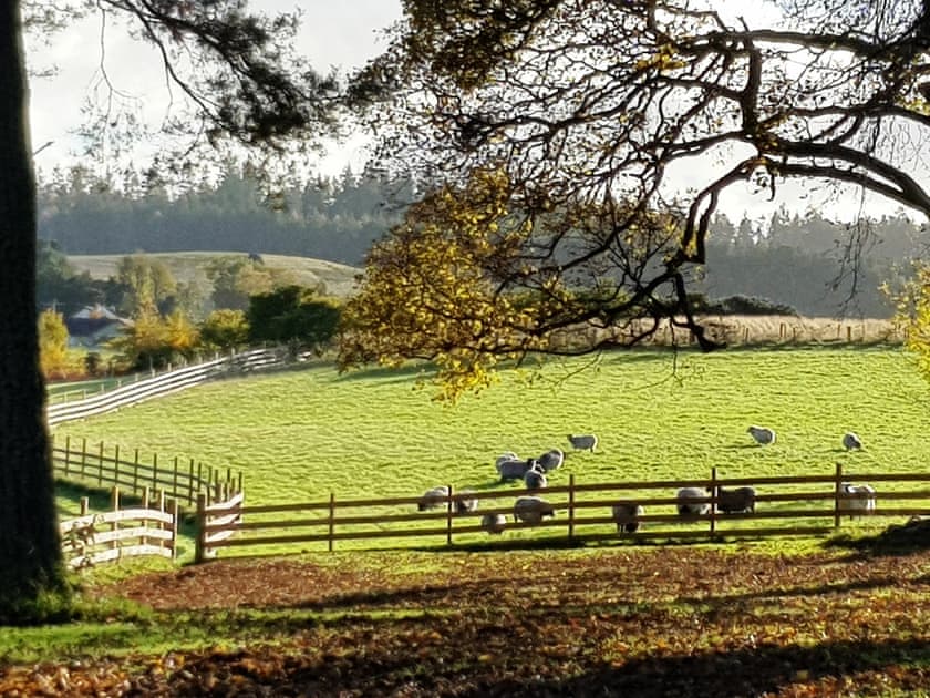 Setting | Oak Studio, Willow Studio - Marcassie Farm Lodges, Forres