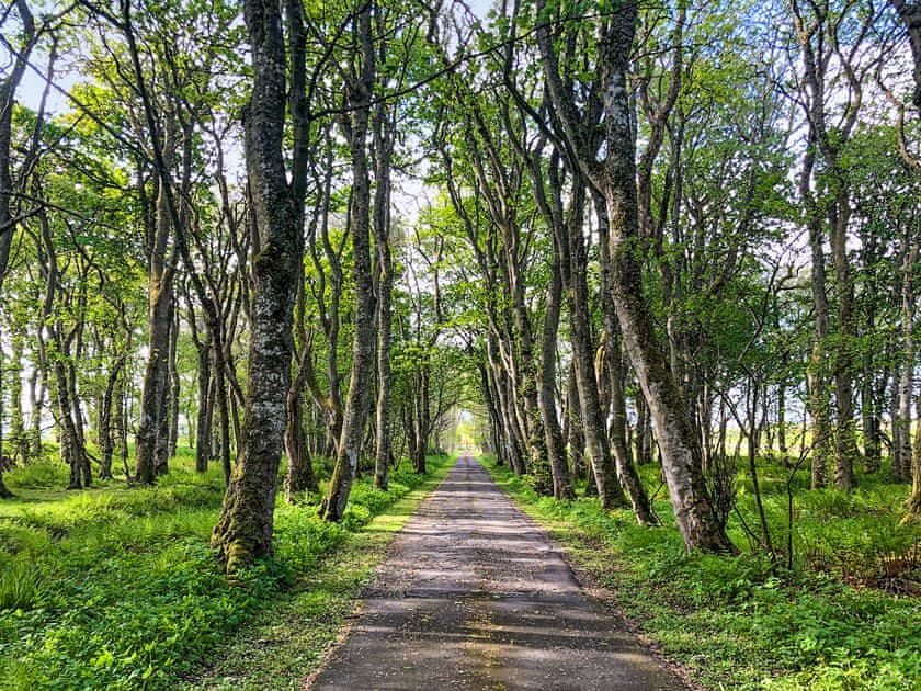 Woodland walks, accessible from the cottage | The Gate Lodge, Latheron, near Wick
