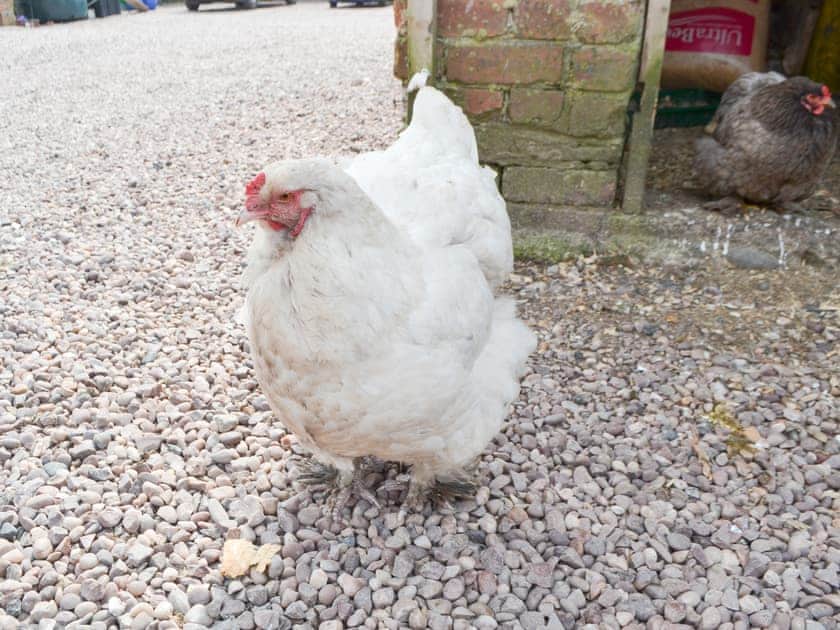 Local ’wildlife’ | The Garrison, Bowness-on-Solway