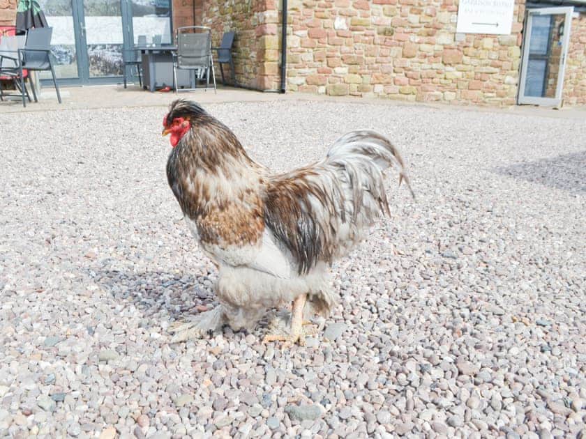 Local ’wildlife’ | The Garrison, Bowness-on-Solway