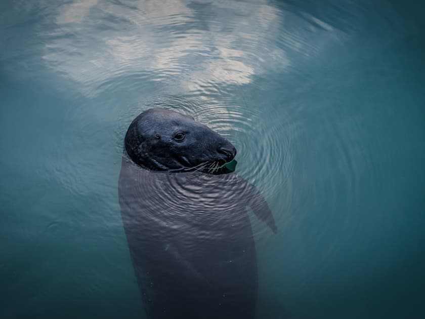 Seal’s often come into Newlyn harbour in search of an easy meal.  | Old Quay, Newlyn