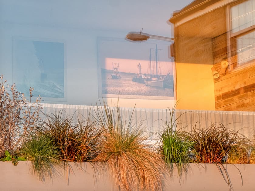 An assortment of grass’s are growing fast below the panoramic window | Old Quay, Newlyn