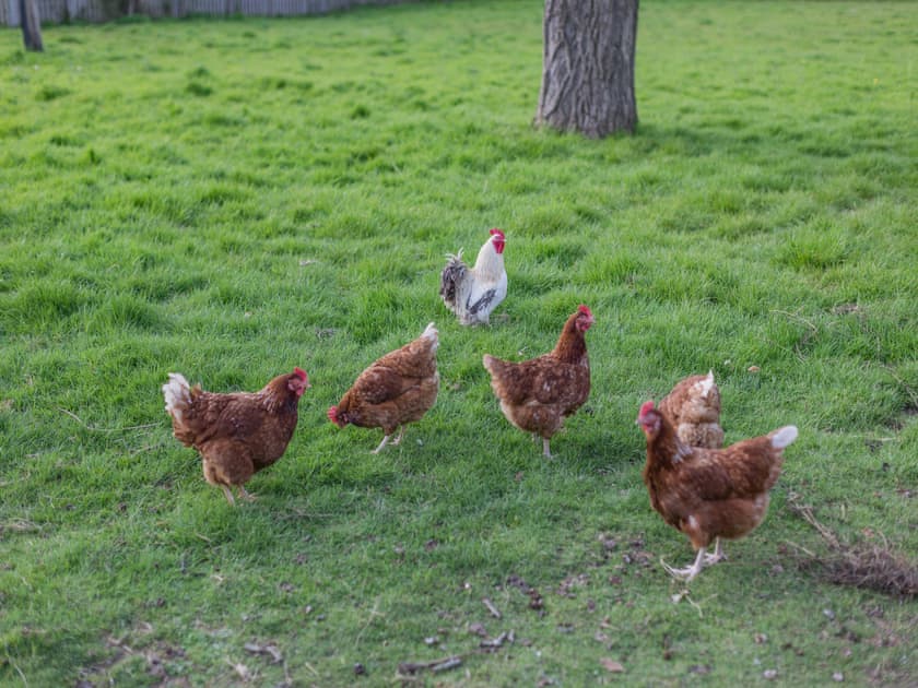 Garden and grounds | The Coach House, Aldington, Ashford