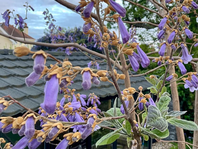 Japanese Tree with Amethyst flowers | Gorsehill House, Poole