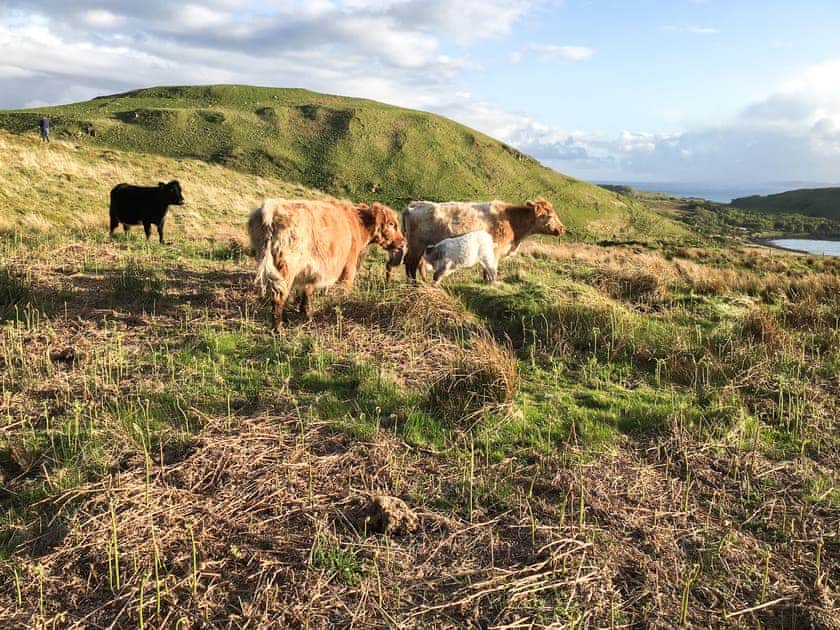 Surrounding area | Aird Steading Cottage - Aird Farm, Craignish, near Ardfern