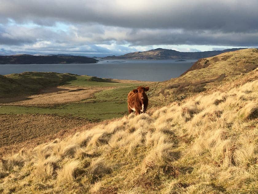 Surrounding area | Aird Steading Cottage - Aird Farm, Craignish, near Ardfern