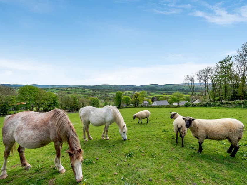 Surrounding area | Y Beudy, Llanwenog, near Llanybydder