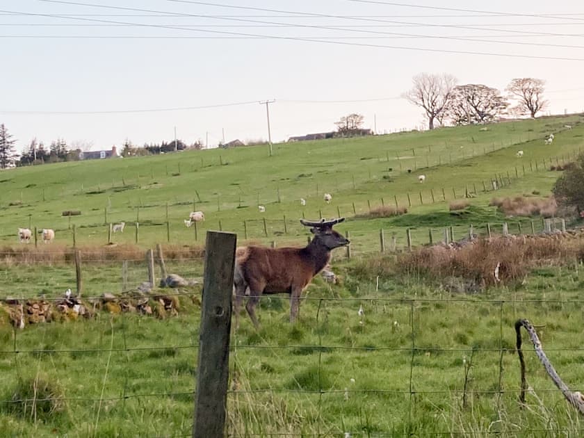 Occasional visitor | Farr, Helmsdale, near Brora