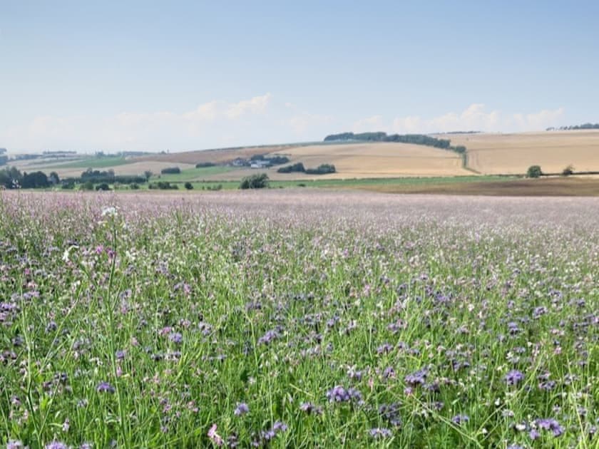 Surrounding area | Buchanan Park, Ceres, near Cupar