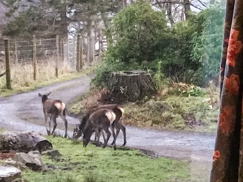 Deer on the front lawn | An t’Abhall, Acharacle
