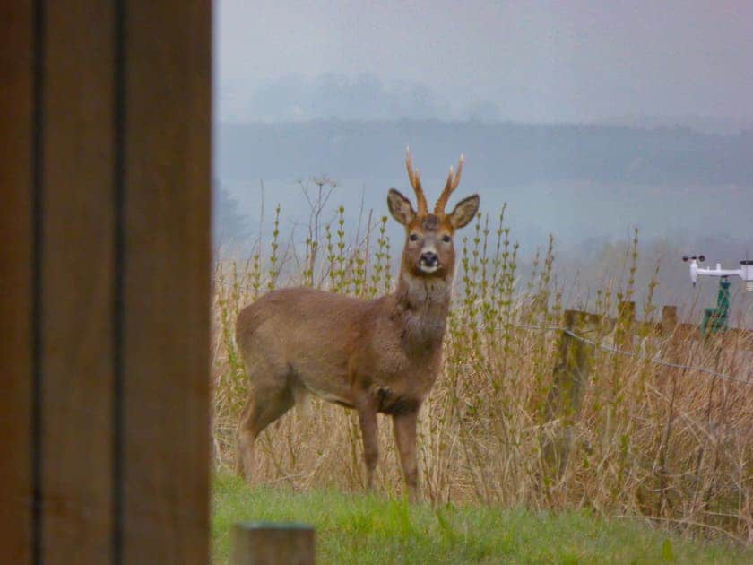 Local wildlife spotted in the garden | Blackside Cottage, Sorn