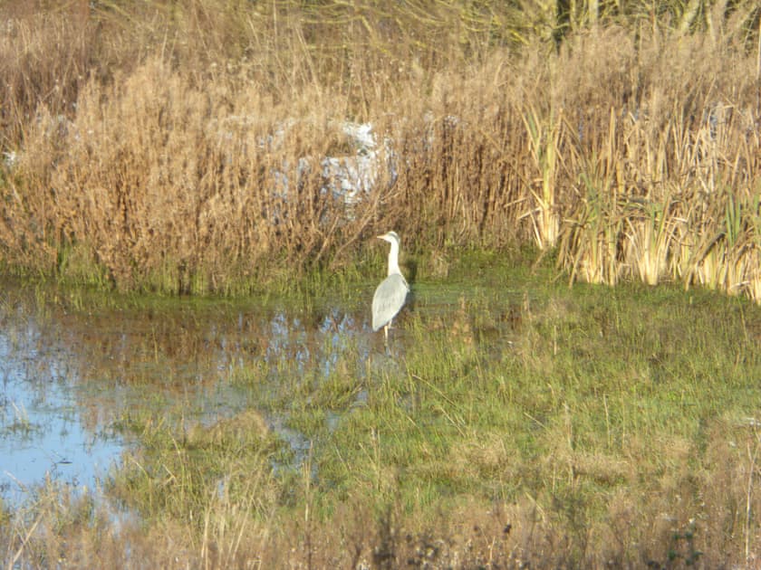 Local wildlife | Blackside Cottage, Sorn