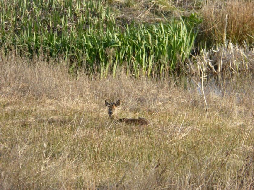 Local wildlife | Blackside Cottage, Sorn