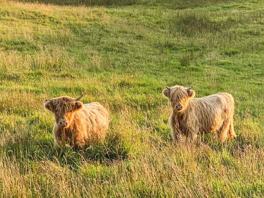 Surrounding Area | Maggie’s Cabin, Oban