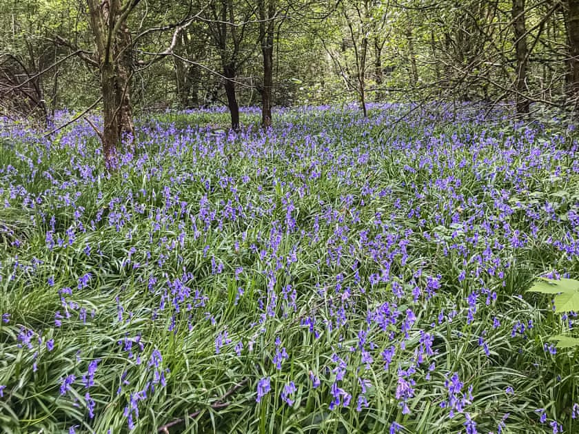 Surrounding area | Sun Valley-Tranquillity - Sun Valley, Stockton Brook, near Leek