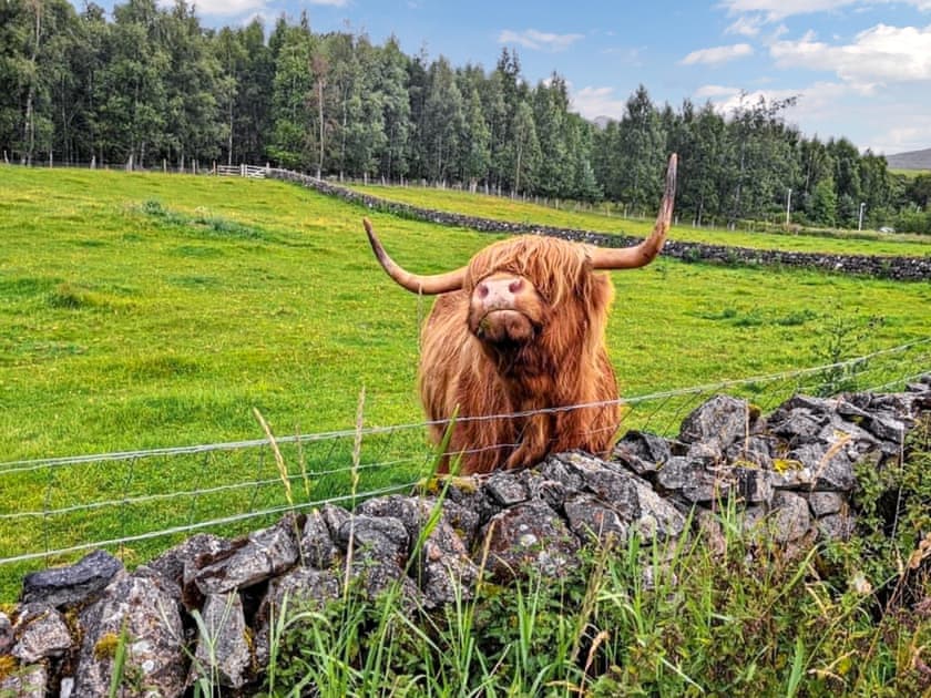 Surrounding area | Broom Cottage, Newtonmore
